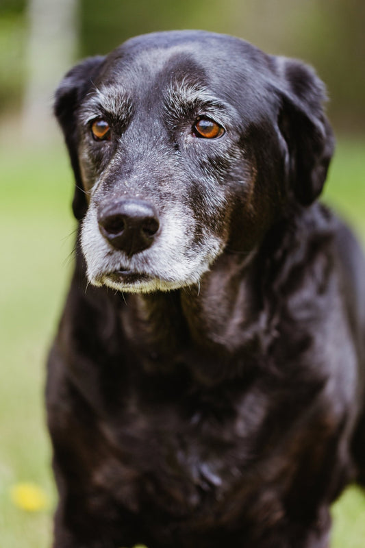Arthrose chez le chien : ce que vous devez savoir pour ne pas empirer la situation - Weloca