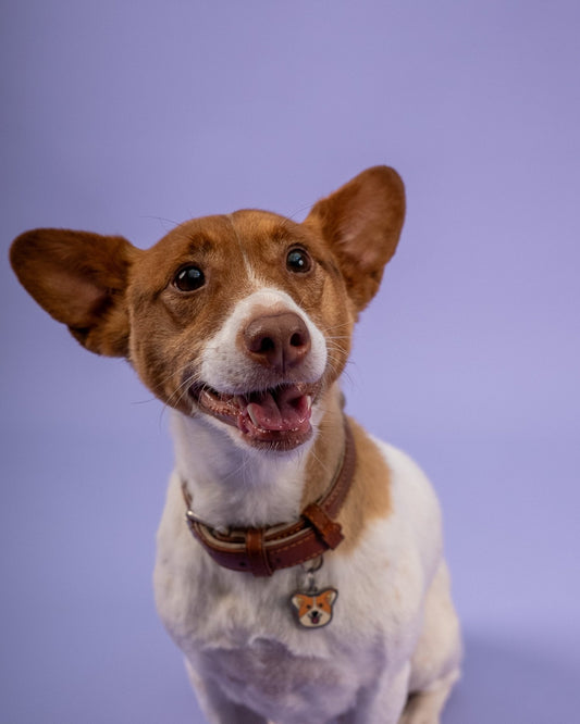 Chien démangeaison : causes, solutions et prévention naturelle - Weloca