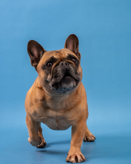Chien qui se gratte et se mordille : causes, solutions et prévention - Weloca