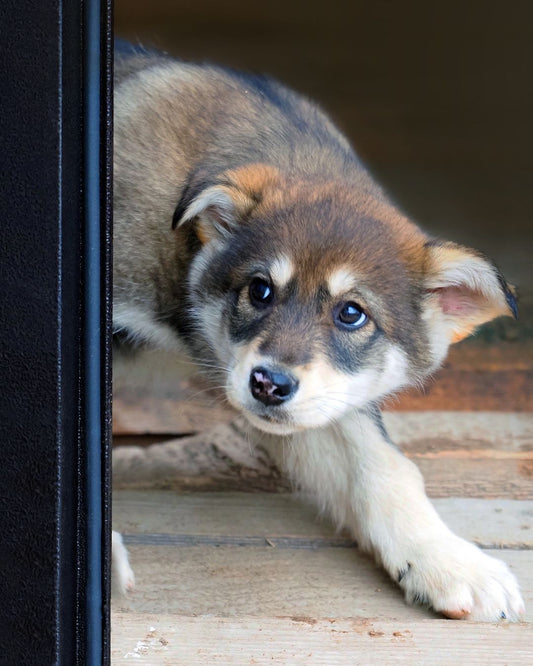 Comment fonctionne la communication animale ? - Weloca