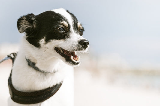 Compléments alimentaires pour chiens : tout savoir. - Weloca