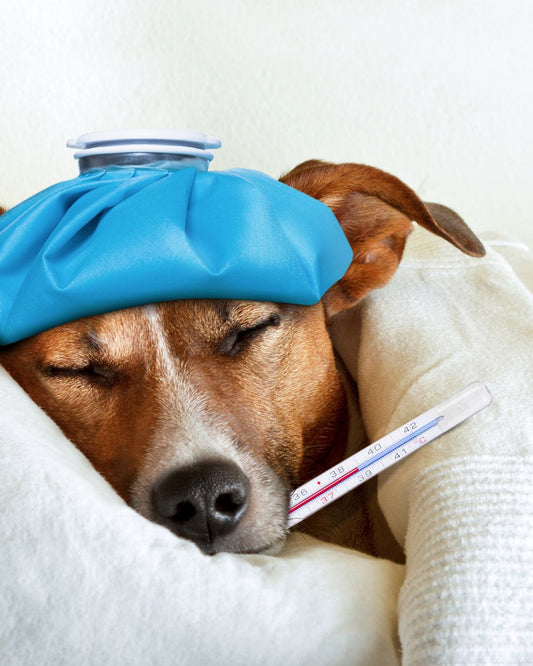 La maladie de Carré chez le chien : transmission, diagnostic, traitement - Weloca