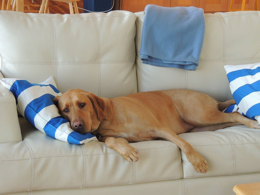L’arthrose chez le chien, c’est quoi ? - Weloca