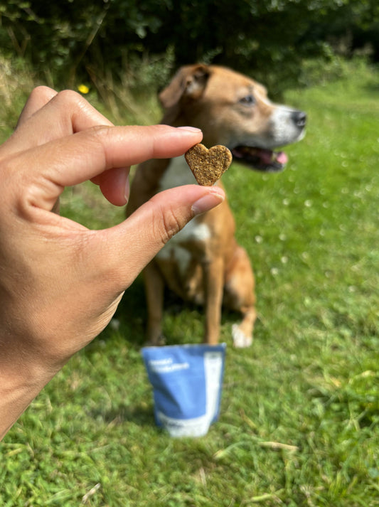 Les bienfaits de la glucosamine pour chien sur l’arthrose - Weloca