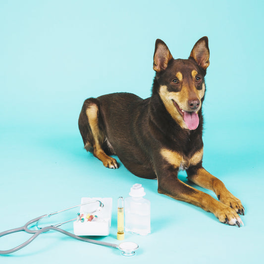 Les bienfaits des probiotiques sur les chiens - Weloca