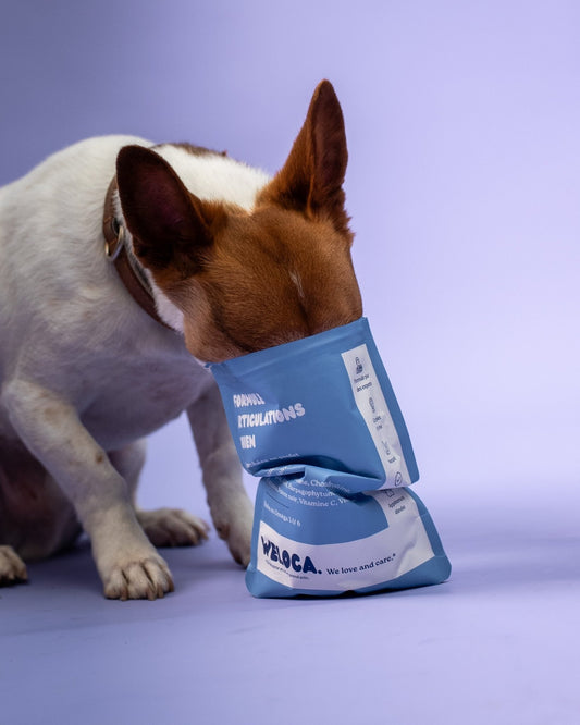 🦴 Les meilleurs traitements contre l’arthrose du chien sans ordonnance : - Weloca