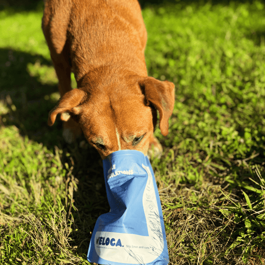 Soulagez votre chien souffrant d'arthrose grâce à un traitement naturel - Weloca