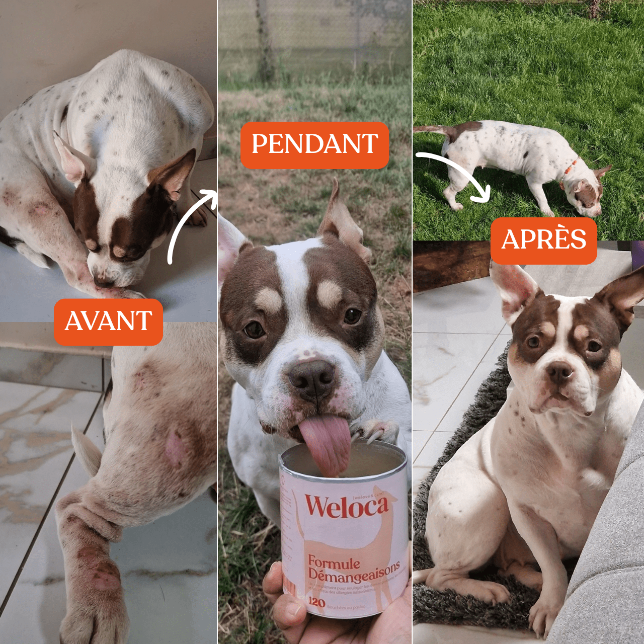 Complément démangeaisons | Chien - Weloca