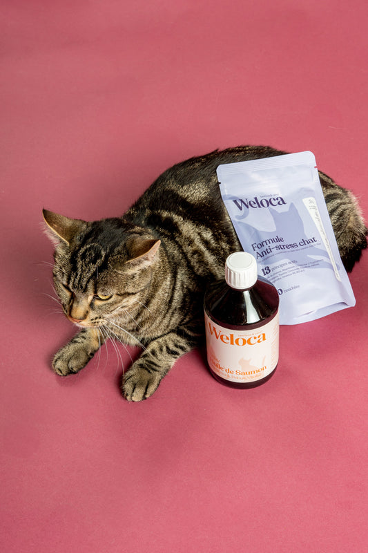 Cure anti - stress chat + Huile de saumon 500 ml - 50% - Weloca