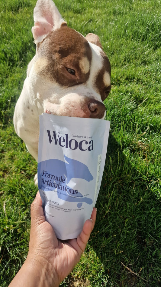 Arthrose du chien : Symptômes et meilleurs traitements - Weloca