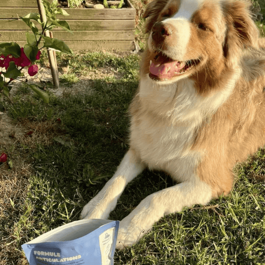 Chondroprotecteur pour chien: avantages et conseils - Weloca