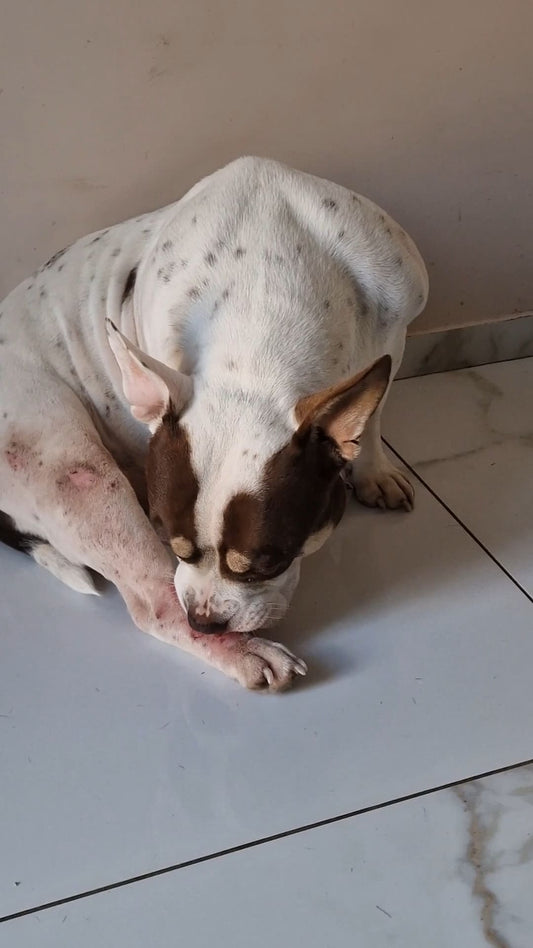 Comment calmer les démangeaisons d'un chien naturellement ? - Weloca