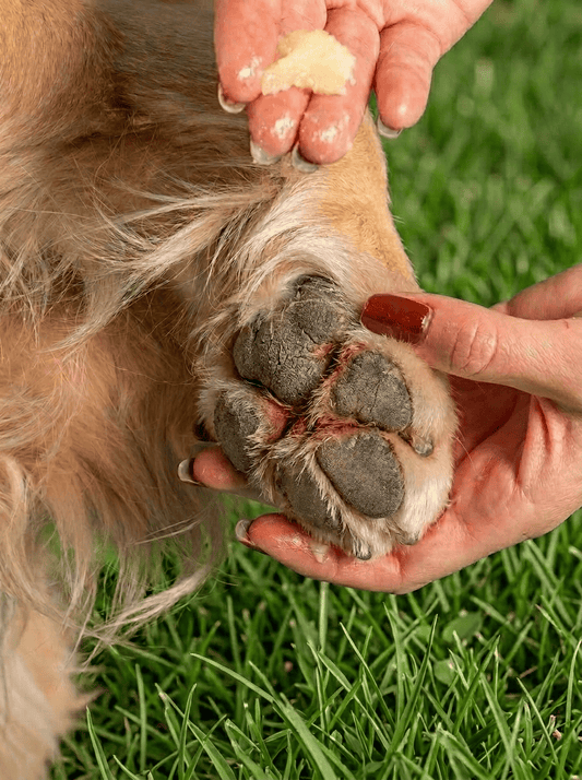 Comment faire cicatriser le coussinet d'un chien ? Guide complet - Weloca