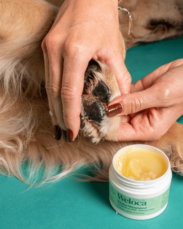 Comment soigner un coussinet à vif chez le chien ? - Weloca