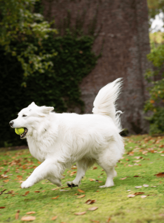 Comment soulager l’arthrose chez un chien ? - Weloca