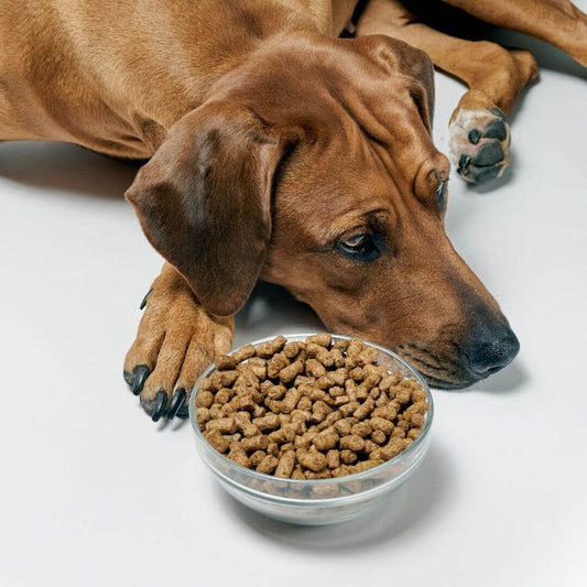 Croquettes sans céréales pour chien : bonnes ou mauvaises ? - Weloca