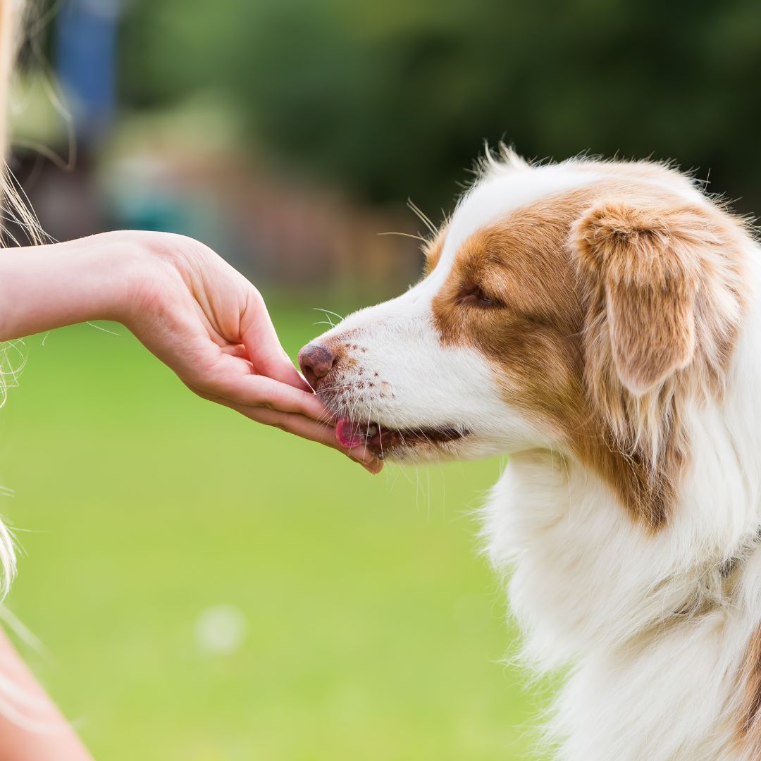 Harpagophytum pour chiens contre les douleurs articulaires - Weloca