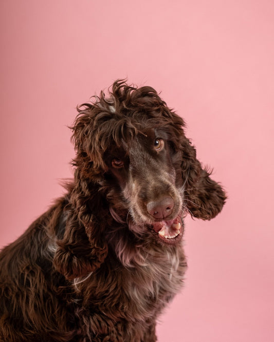 Le guide complet pour transporter son chien en voiture - Weloca