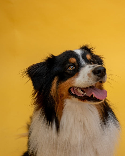 🐕 Le guide pour transporter son chien à moto - Weloca