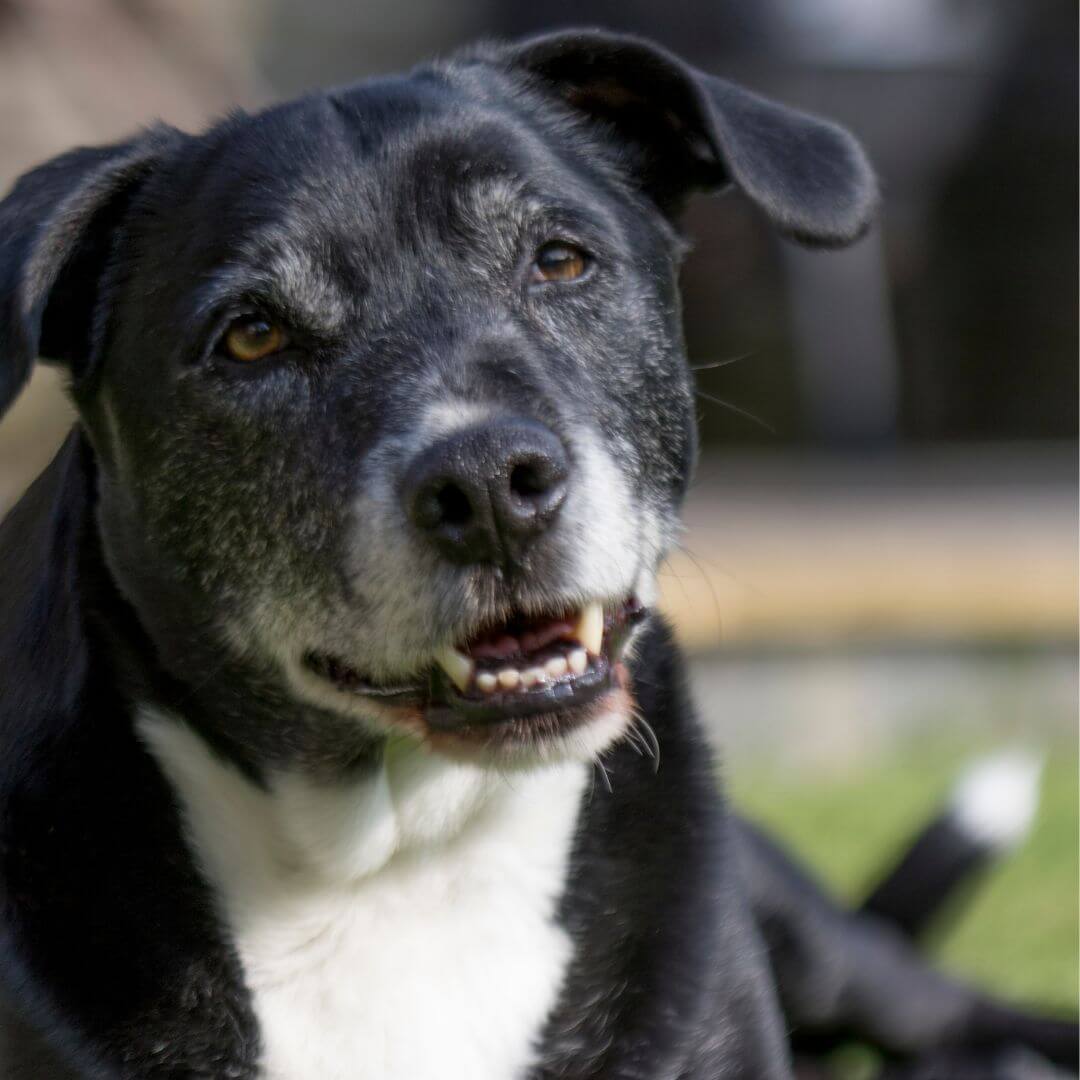 Le rôle de la chondroïtine sur la santé articulaire du chien - Weloca