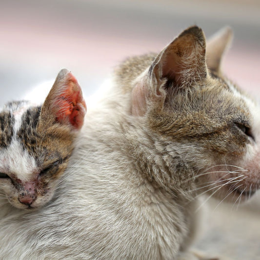 Le sida du chat : comprendre ce virus et traiter cette maladie - Weloca