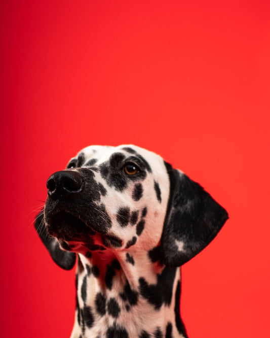 Les 5 meilleurs remèdes de grand-mère contre l'arthrose du chien : - Weloca