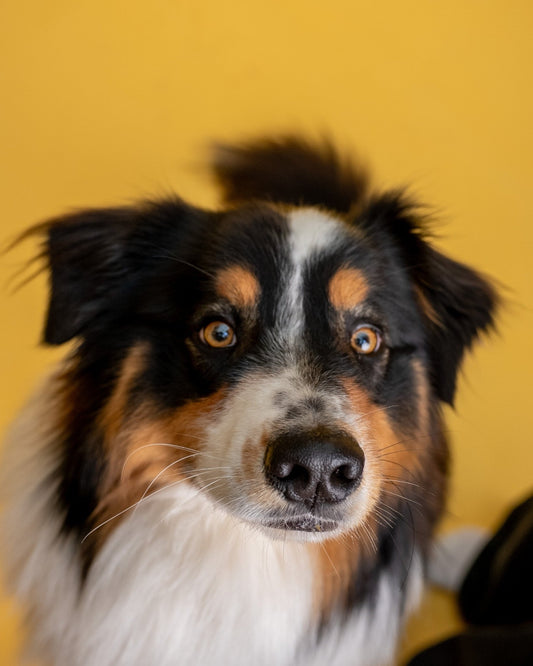 Mon chien se gratte sans arrêt : les 3 choses à savoir pour le soulager - Weloca
