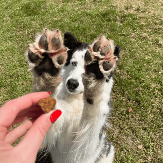 Moule verte pour chien : traitement naturel contre l’arthrose - Weloca