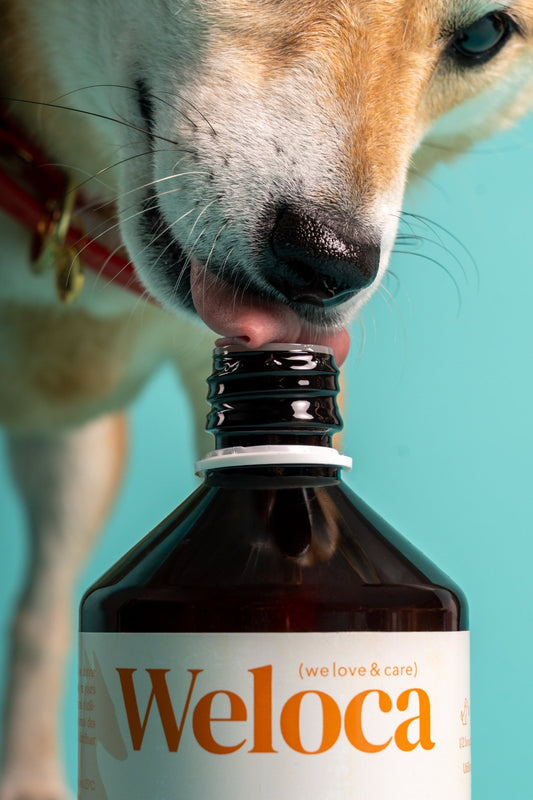 Nouveau traitement arthrose chien : les alternatives naturelles à connaître en 2026 - Weloca