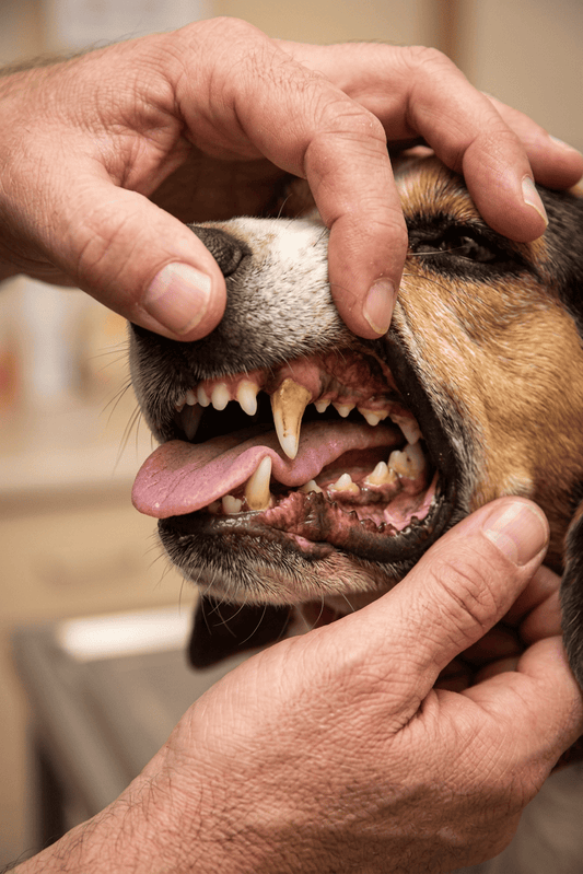 Quel est le meilleur dentifrice pour chien ? Comparatif 2026 ✅ - Weloca
