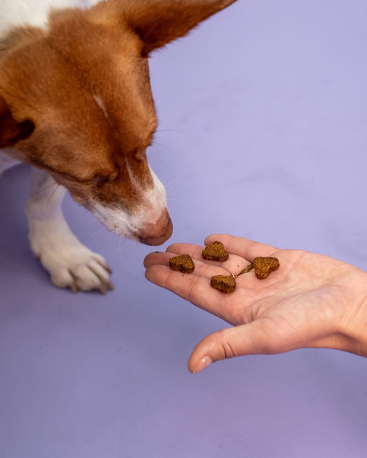 Quel médicament donner à un chien stressé ? - Weloca