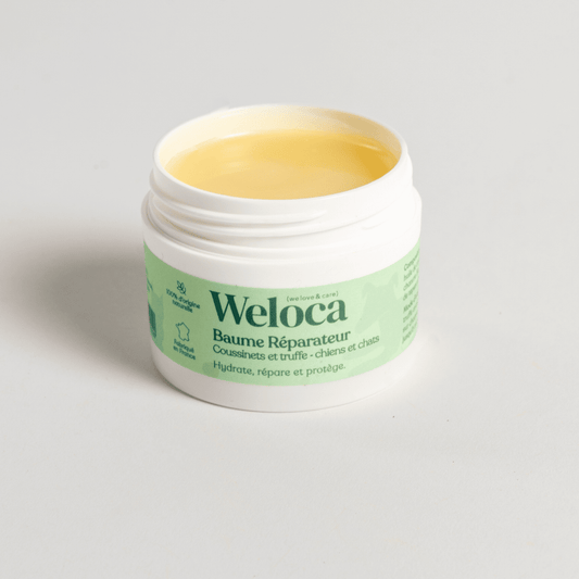 Quelle crème mettre sur les coussinets de chien ? - Weloca