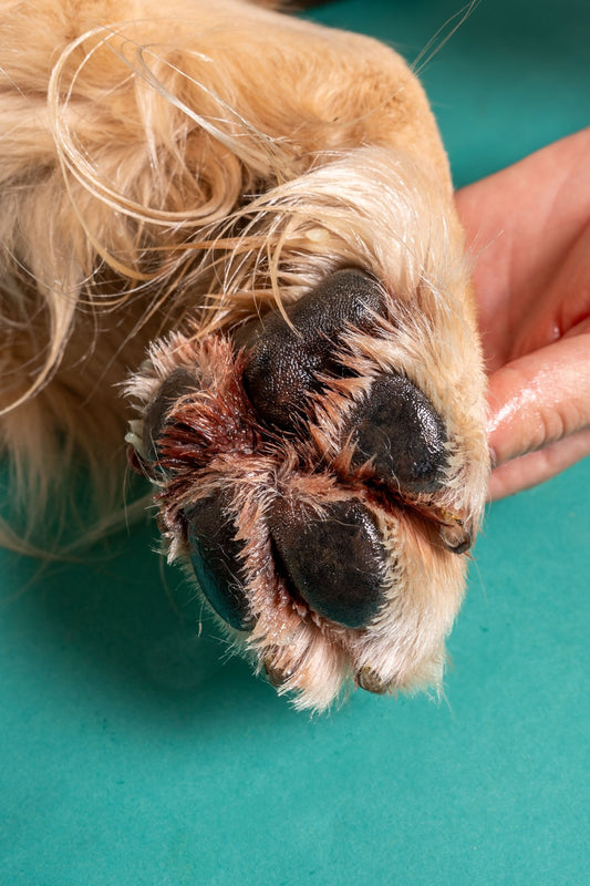 Quelle est la meilleure protection pour les coussinets de mon chien ? Tableau comparatif 2026 ✅ - Weloca