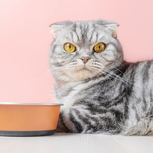 Quels sont les aliments toxiques pour le chat ? - Weloca