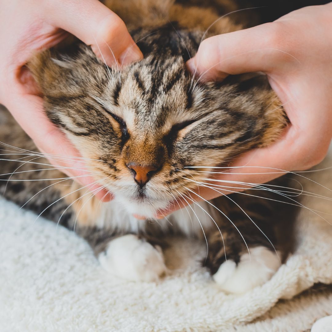 Stress chez le chat, le guide complet - Weloca