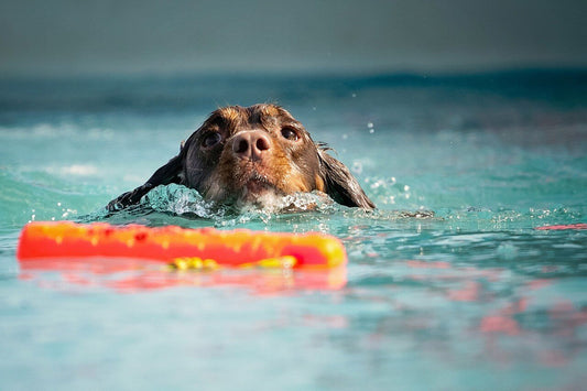 Vitamines pour les chiens et compléments alimentaires - Weloca