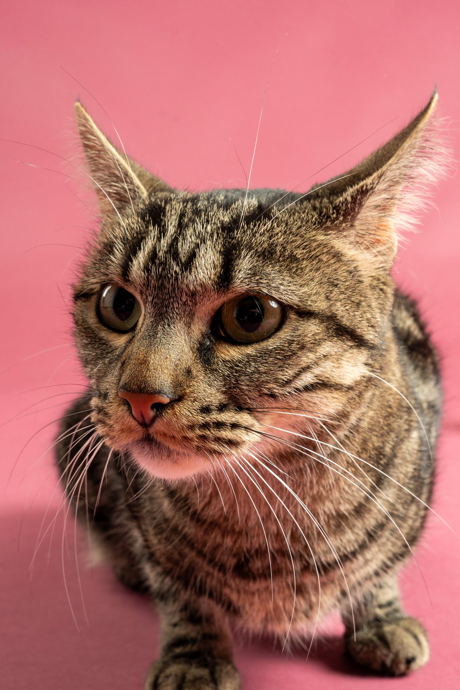 Chat - Weloca