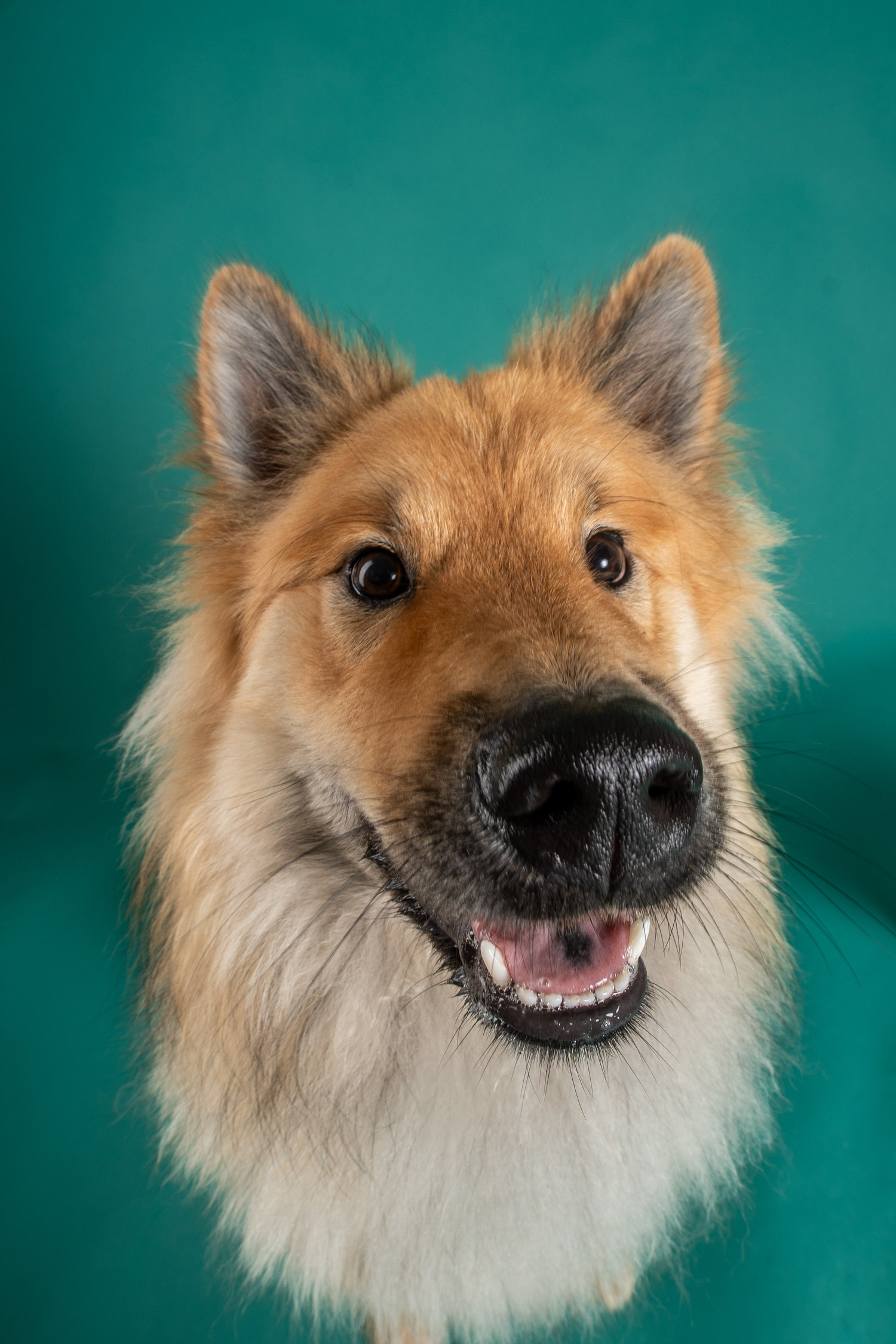 Chien - Weloca