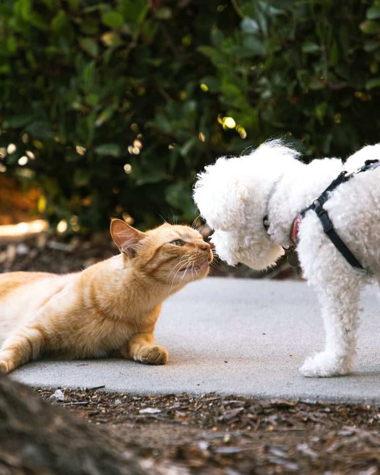 Compléments alimentaires pour chats - Weloca