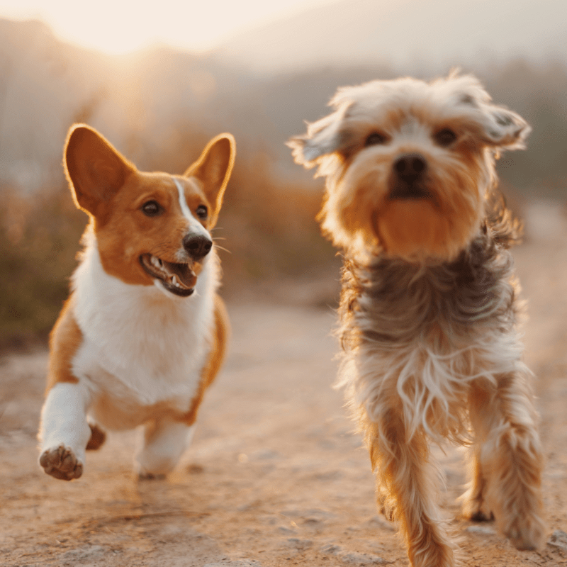 Compléments alimentaires pour chiens - Weloca