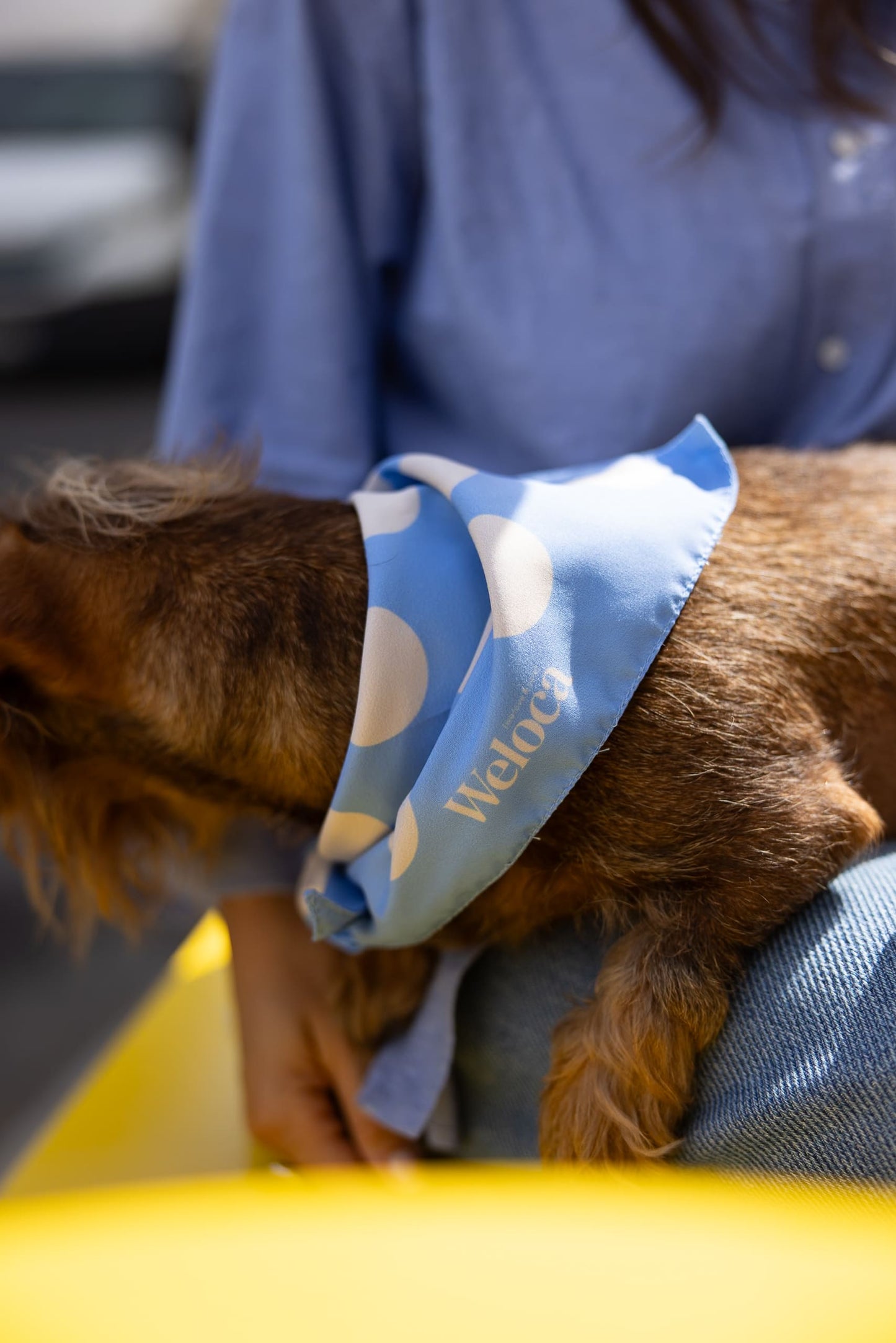 Bandana bleu à pois crème — Chien & Humain