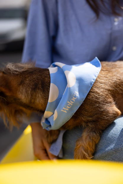 Bandana bleu à pois crème — Chien & Humain