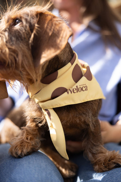 Bandana Jaune à Pois Marrons — Chien & Humain - Weloca
