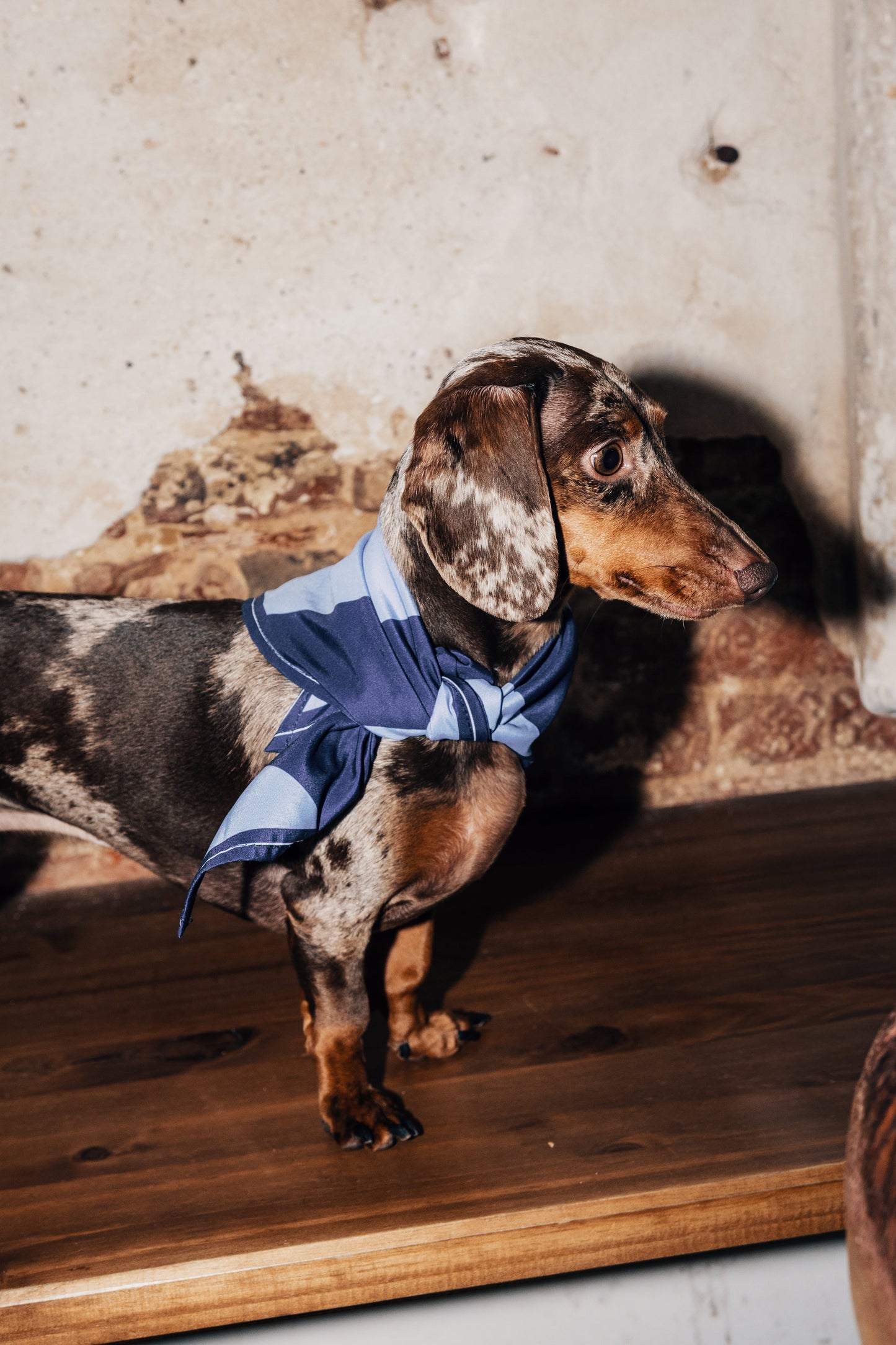 Bandana pour chien ou chat - Weloca