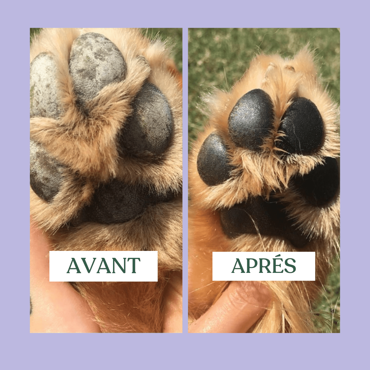 Baume réparateur | Chiens et chats - Weloca
