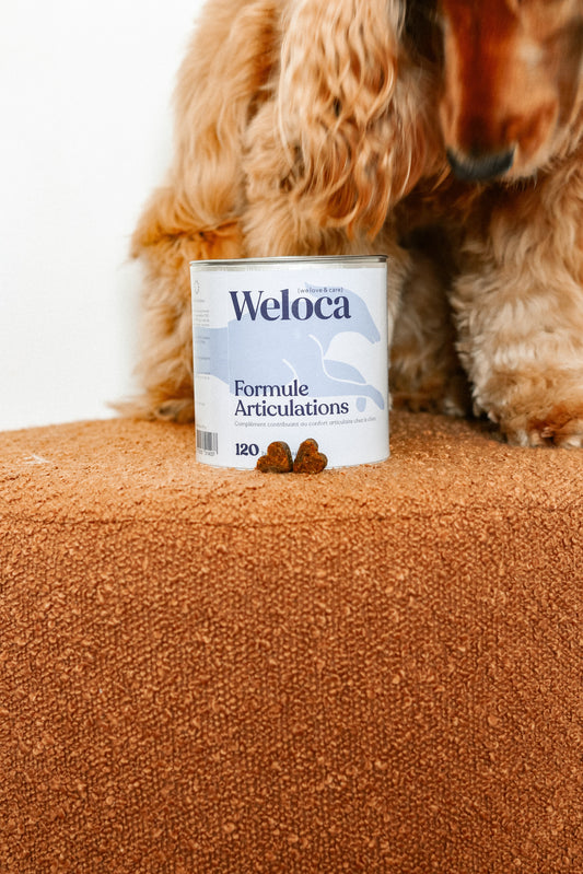 Complément articulations | Chien - Weloca