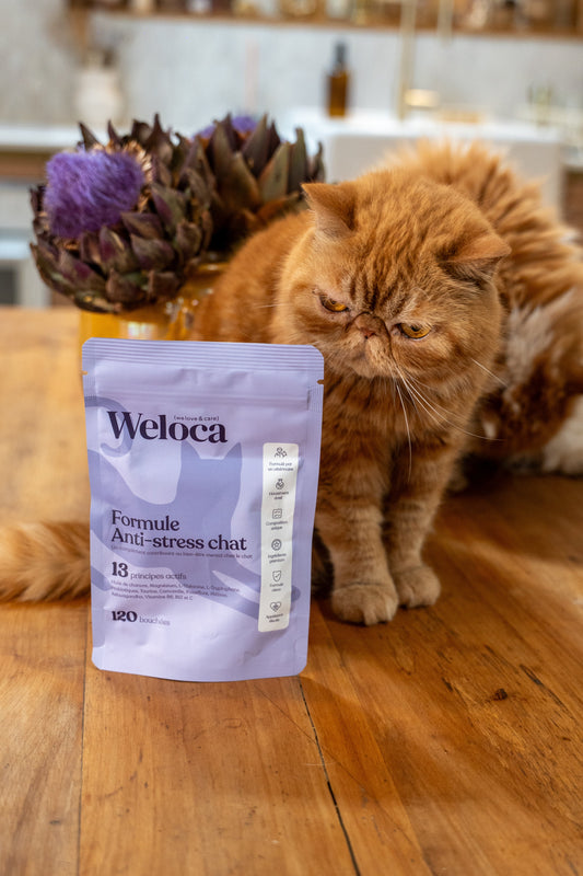 Complément Stress | Chat - Weloca